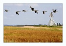 Graugänse bei Falsterbo