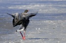 ND - Graugans Ballerina beim Spitzentanz