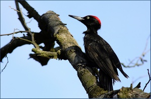 ND Schwarzspecht (Dryocopus martius )