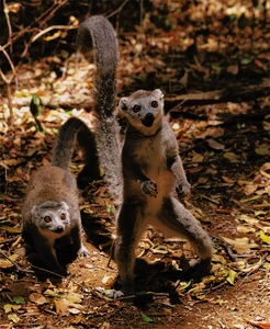 neugierige Lemuren