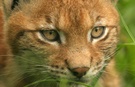 Luchs