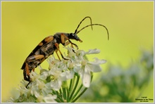 Gefleckter Schmalbock (Strangalia maculata)