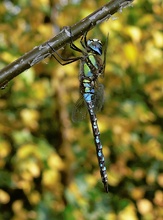 ND: Herbstmosaikjungfer vor herbstlicher Kulisse