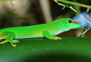 Gecko