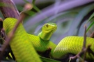 Grüne Mamba/zo