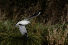 Möwe mit Beutefisch