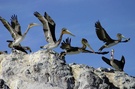 Pelikane im Flug ND