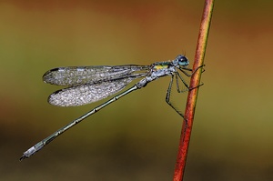 Gemeine Binsenjungfer (ND)