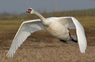 Höckerschwan