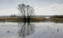 Vorfrühling am See