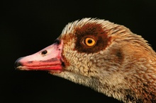 Nilgans (Alopochen aegyptiacus) ND