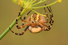 Wespenspinne Argiope bruennichi