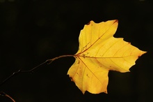 Herbstfarben - Gegenlicht - ND