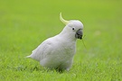 Gelbhaubenkakadu (Cacatua galerita) ND