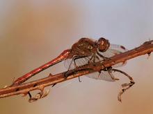 GROSSE HEIDELIBELLE (Sympetrum striolatum)