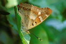 Kleiner Schillerfalter
