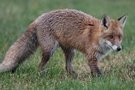 Rotfuchs