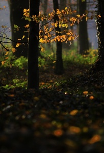 (Noch) Ein Stück Wald