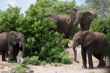 Am Chobe River