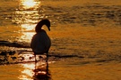 Hockerschwan im Abendlicht