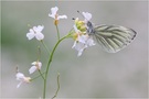 Rapsweißling (Pieris napi)