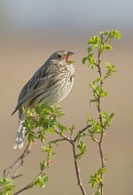 Morgendlicher Gesang