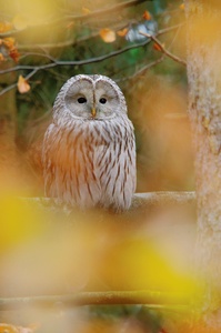 Habichtskauz (Strix uralensis) im Herbstwald