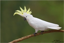 Großer Gelbhaubenkakadu (Cacatua galerita) Sulphur-crested Cockatoo