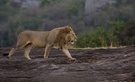 männlicher Löwe frühmorgens in der Serengeti