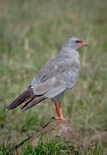 Pale Chanting Goshawk