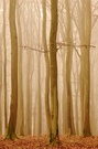 "Friedwald" ....