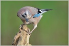 Eichelhäher (Garrulus glandarius)