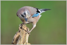 Eichelhäher (Garrulus glandarius)