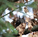 Wer versteckt sich denn da ?