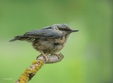 Kleiber Baby (Sitta europaea)