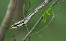 Buschvogelnatter (Twig Snake/ Vine Snake)