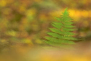 Unscharfer Farn vor buntem Herbstlaub