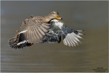 Stockente (Anas platyrhynchos)