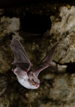 Langfußfledermaus (Myotis capaccinii)