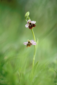 ~Ophrys holoserica~