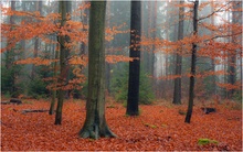 Novemberwald