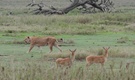 Löwe, Serengeti