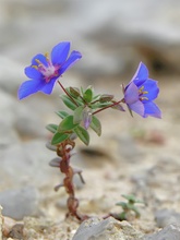 'Mauerblümchen'