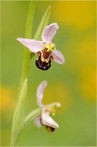 Ein Bienchen ...