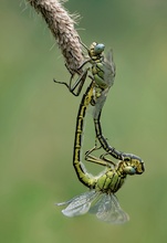 Erfolgsmodell Westliche Keiljungfer