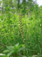 Orchis anthropophora,Ohnsporn