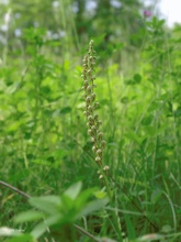 Orchis anthropophora,Ohnsporn