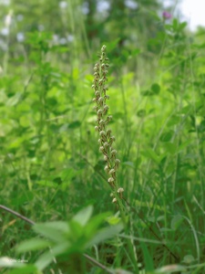 Orchis anthropophora,Ohnsporn