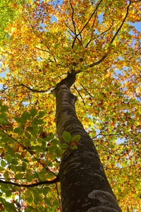 Herbstkleid