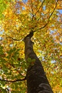 Herbstkleid